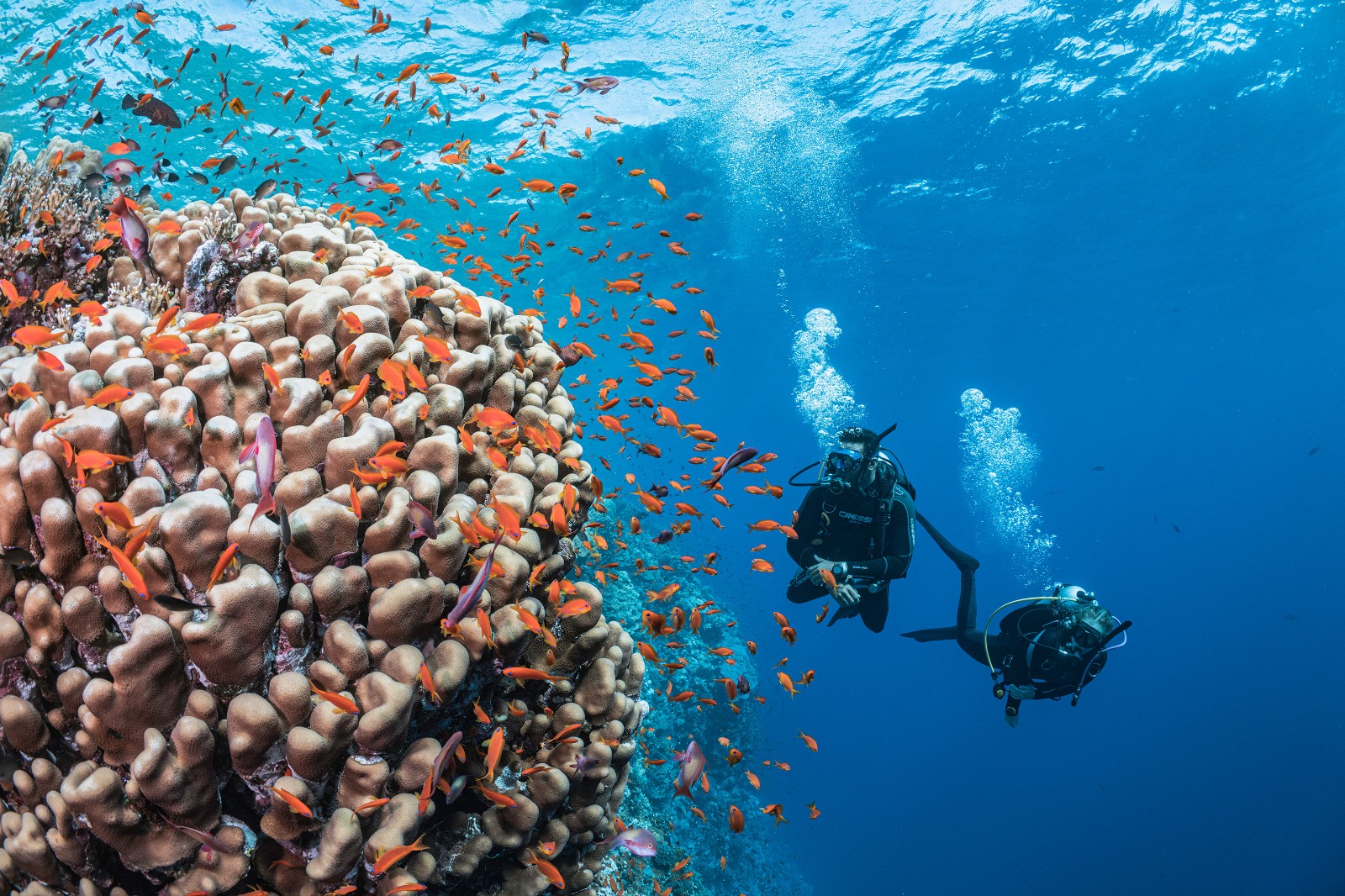 Two scuba divers swim along a colorful coral reef covered in orange fish and who can observe many ocean water facts in action