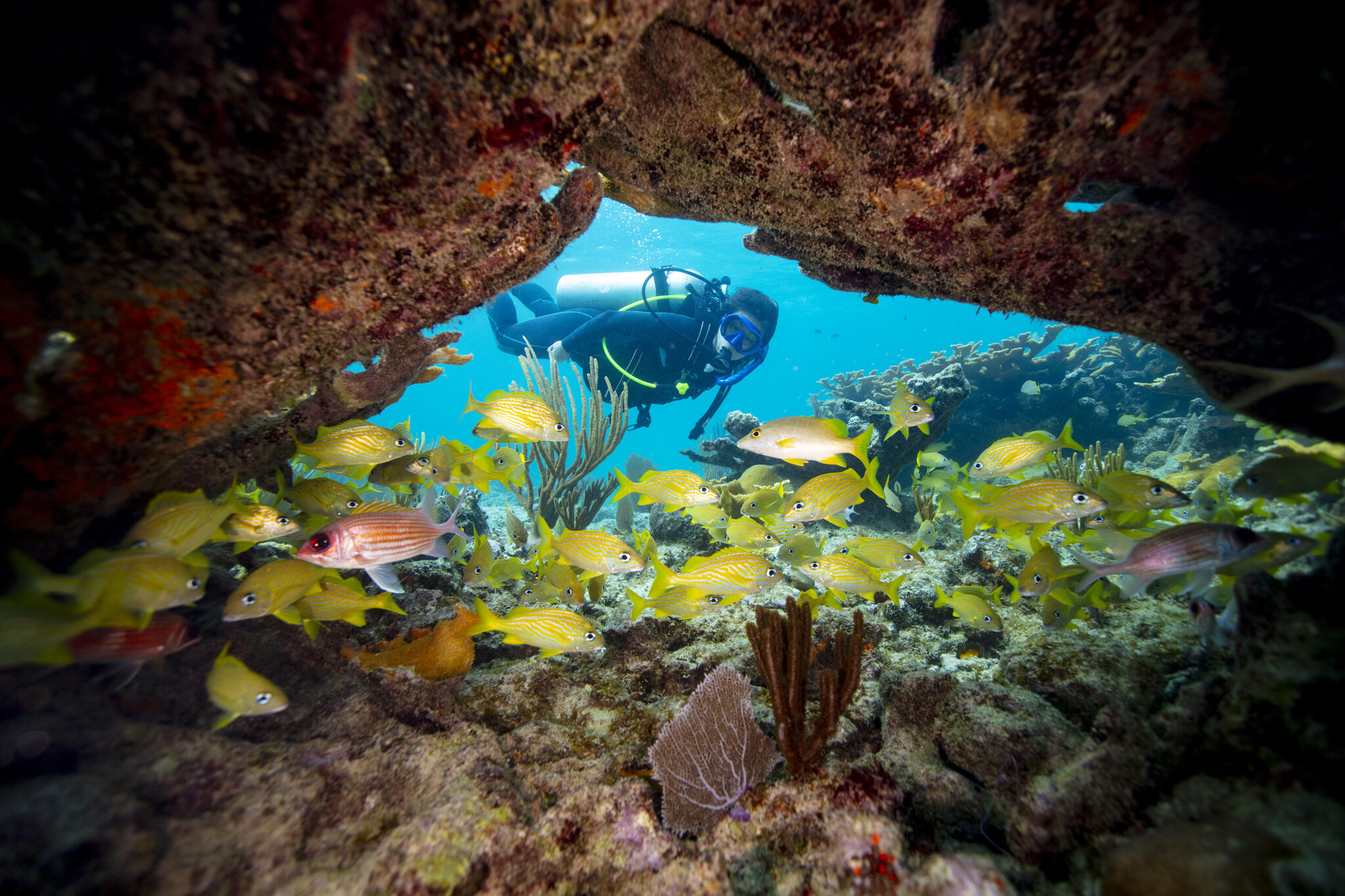 a diver looking at yellow fish in Bahama 