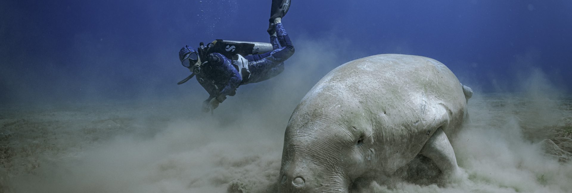 The 5 Best Scuba Diving Resorts in Egypt, Based on PADI Travel Reviews