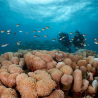 two divers explore a coral reef in the Maldives