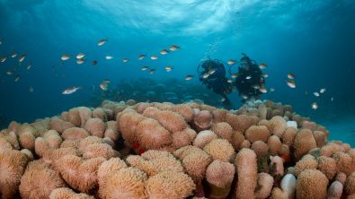 two divers explore a coral reef in the Maldives