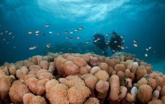two divers explore a coral reef in the Maldives