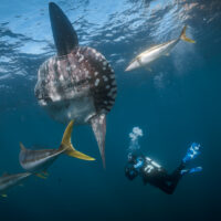 a diver wearing a dry suit spots a mola mola while diving in New Zealand