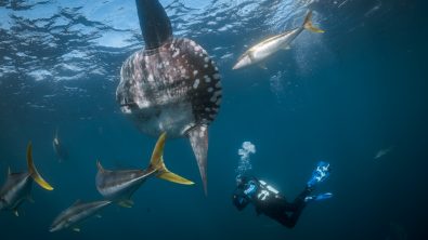 a diver wearing a dry suit spots a mola mola while diving in New Zealand