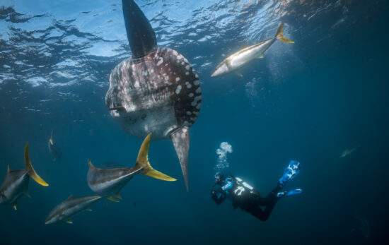 a diver wearing a dry suit spots a mola mola while diving in New Zealand