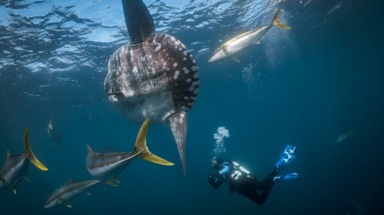 a diver wearing a dry suit spots a mola mola while diving in New Zealand