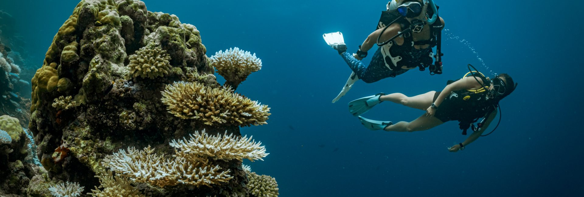How Much Does PADI Club Cost?