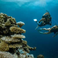 two divers explore a coral reef in the Maldives