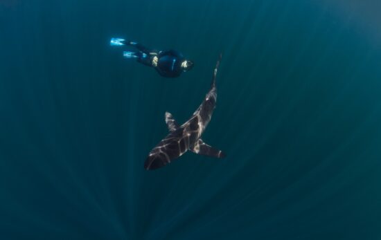 a shark and a freediver in Cabo San Lucas, Mexico