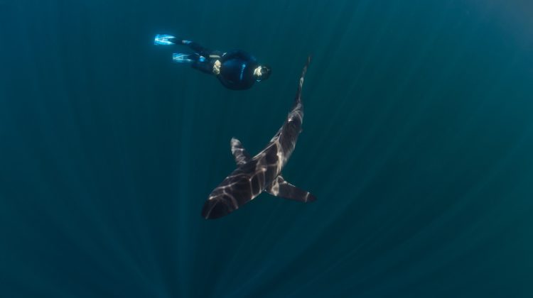 a shark and a freediver in Cabo San Lucas, Mexico