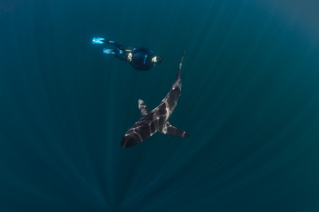 a shark and a freediver in Cabo San Lucas, Mexico