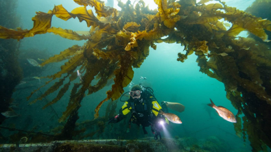 seaweed restoration in Iwate, Japan