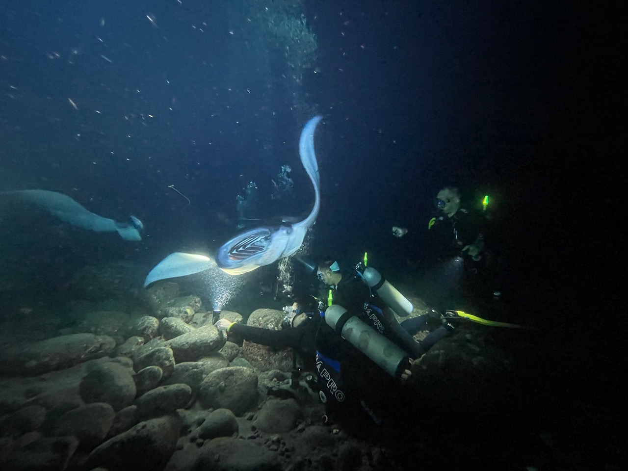 two divers watch a manta ray at night