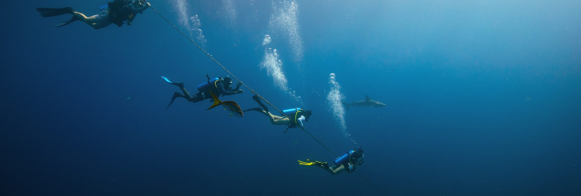 PADI Pros Making a Difference in Shark Conservation