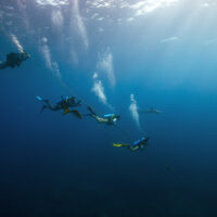 dive pros take a dive to see a shark in the distance