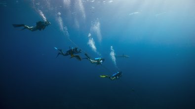 dive pros take a dive to see a shark in the distance