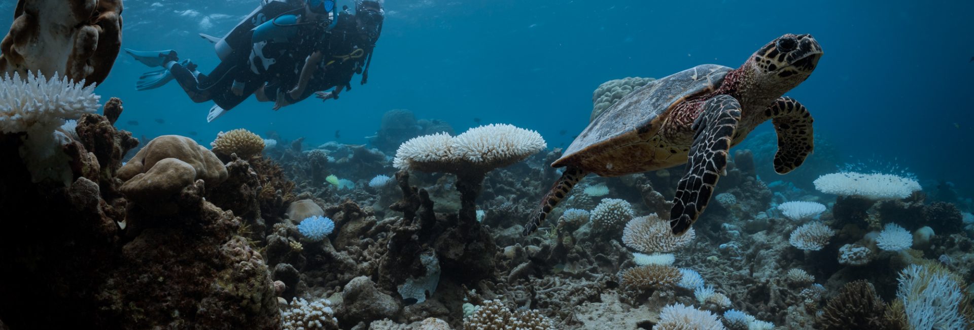 The Best Places to Try Diving