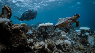 two divers spot a sea turtle underwater in the Maldives