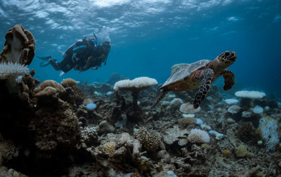 two divers spot a sea turtle underwater in the Maldives