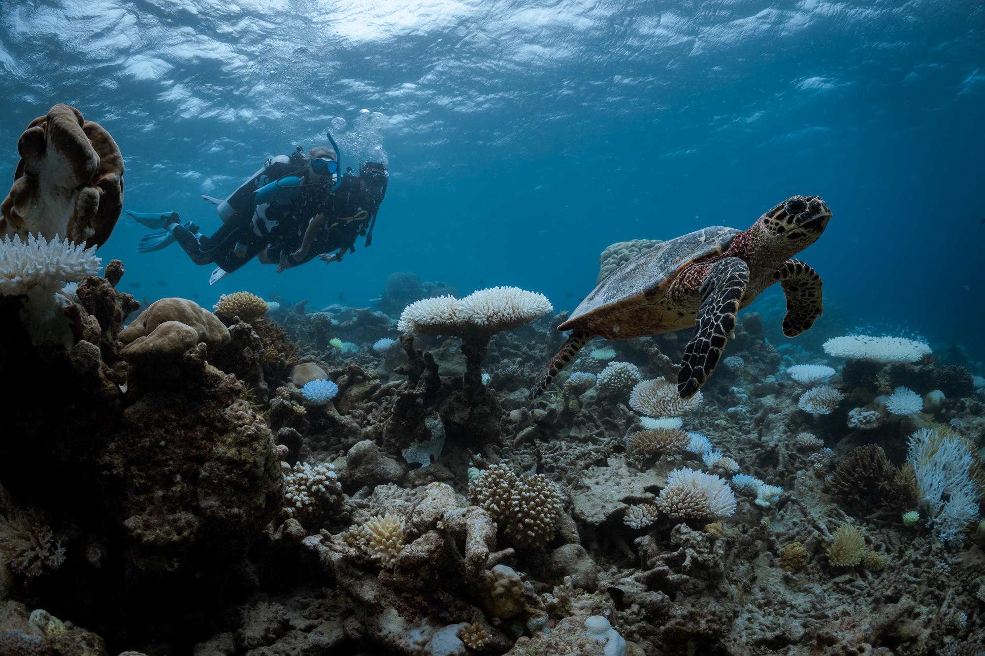 two divers spot a sea turtle underwater in the Maldives