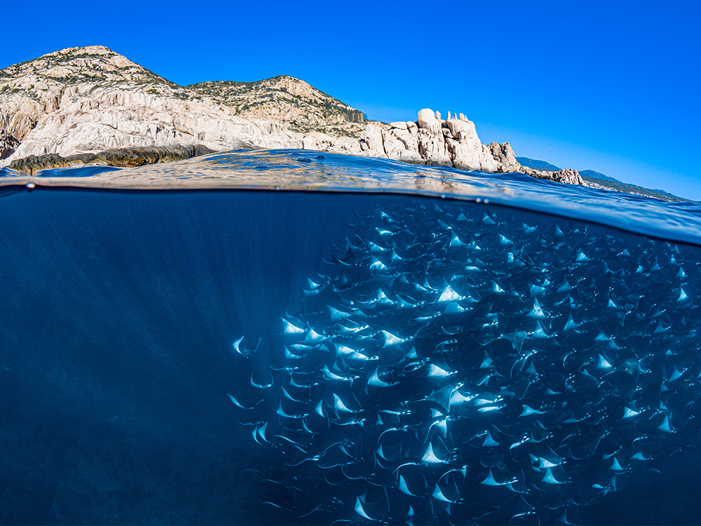 mobula rays near La Paz Mexico