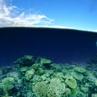Split shot of a coral reef and sky with snorkler.
