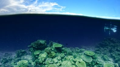 Split shot of a coral reef and sky with snorkler.