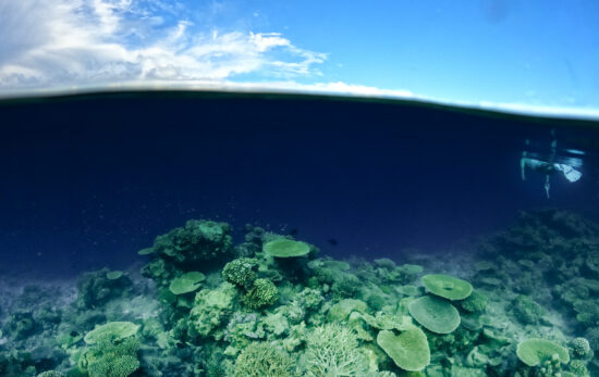 Split shot of a coral reef and sky with snorkler.