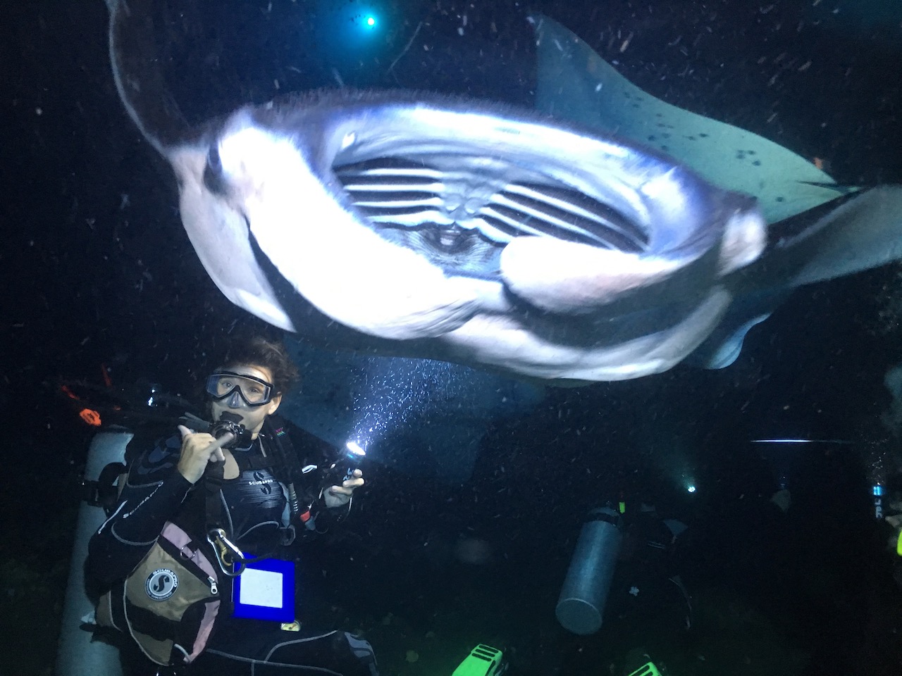 A PADI MSDT watches a manta ray glide overhead