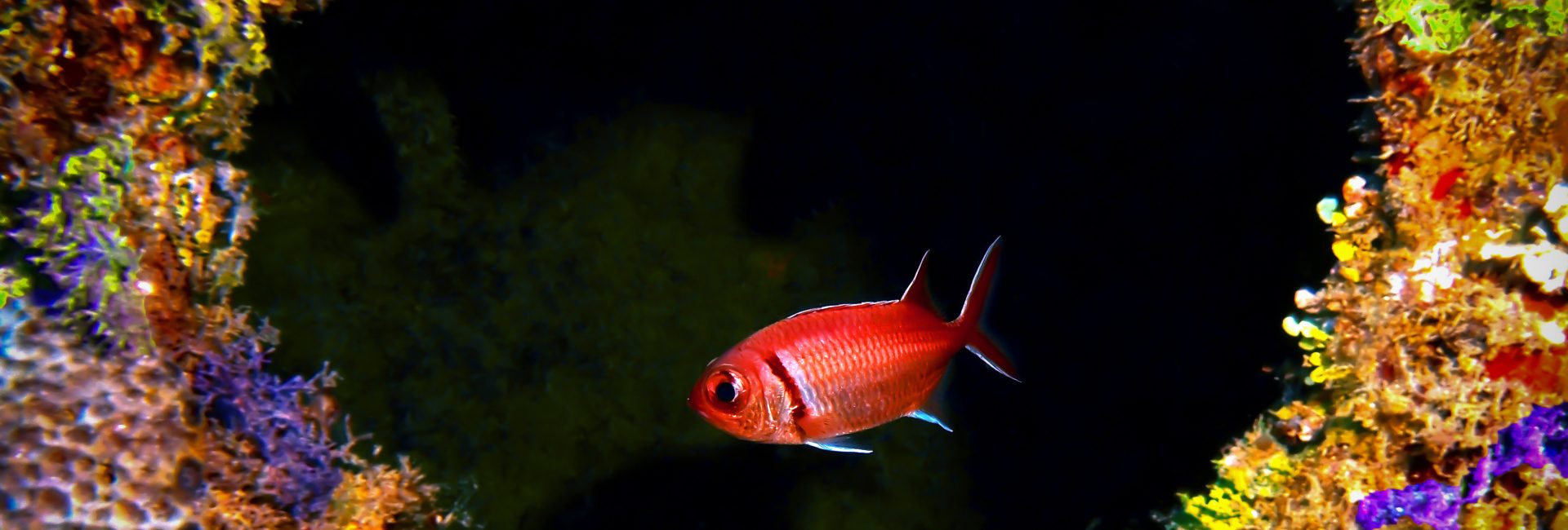 The Coolest Marine Life of Jamaica and Where to Dive With It