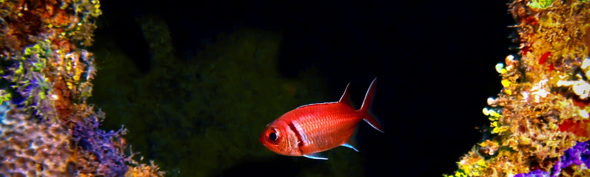 The Coolest Marine Life of Jamaica and Where to Dive With It