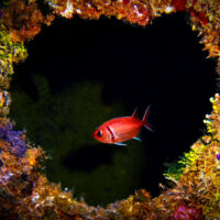 Colorful coral in the shape of a heart with a red fish in the center on the SS Kathryn shipwreck in Jamaica
