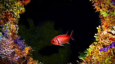 Colorful coral in the shape of a heart with a red fish in the center on the SS Kathryn shipwreck in Jamaica