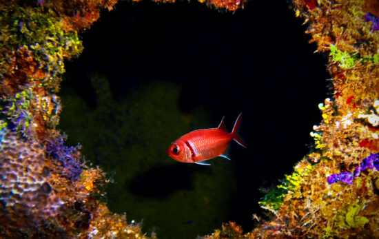 Colorful coral in the shape of a heart with a red fish in the center on the SS Kathryn shipwreck in Jamaica