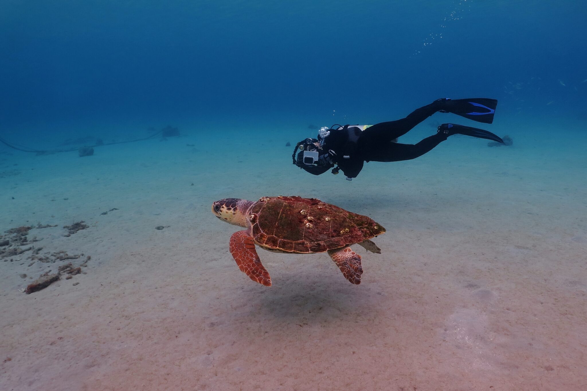 A scuba diver photographs a sea turtle underwater in Jamaica