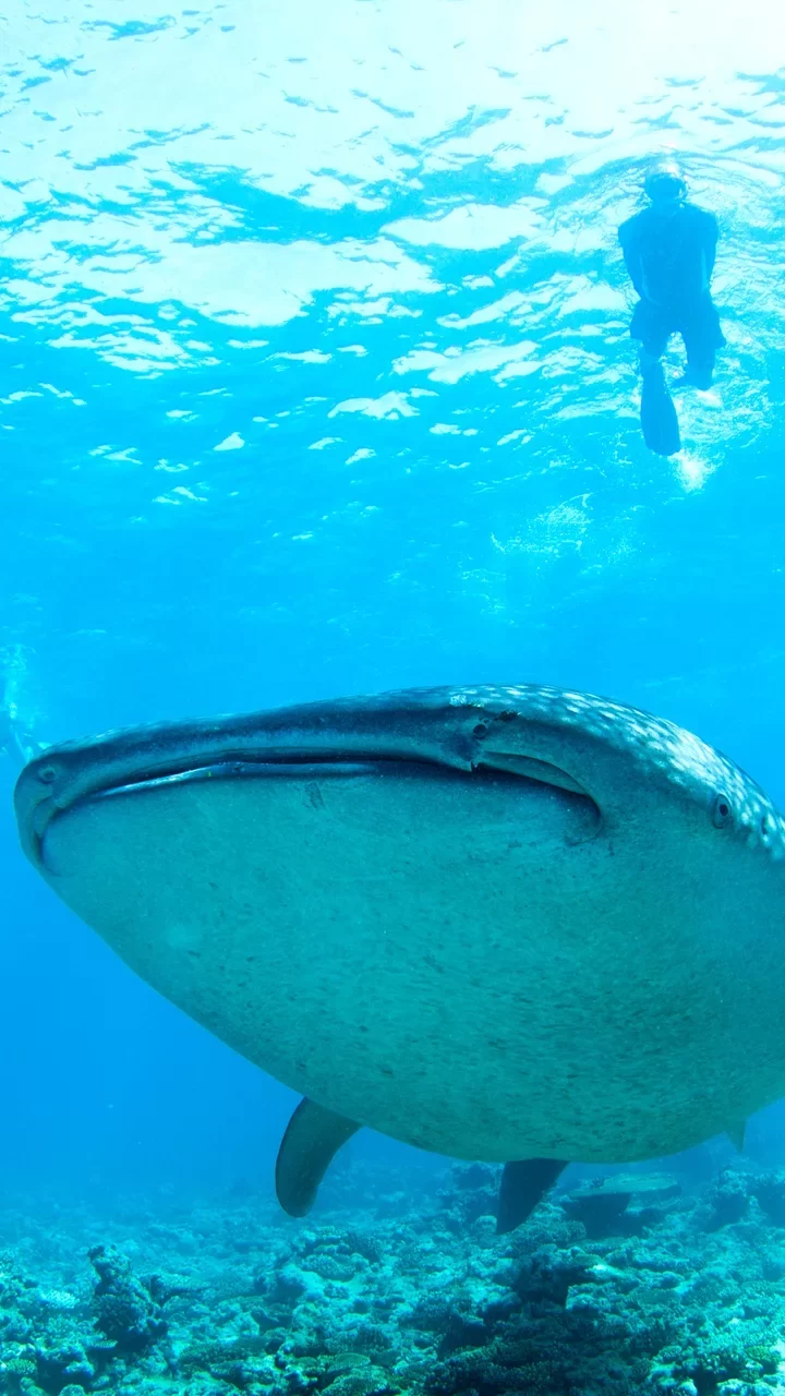 a diver photographs a whale shark in the Maldives