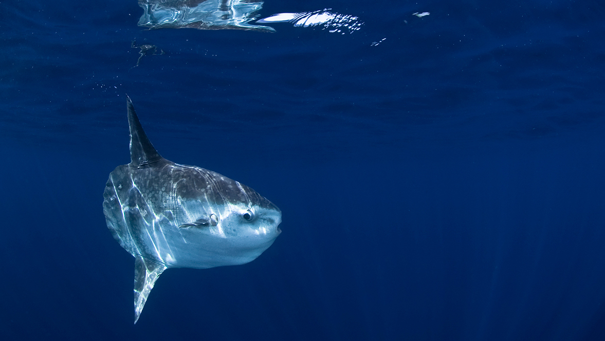 A giant Mola mola (or ocean sunfish) swims in the ocean in Malta, one of the most popular diving destinations for beginners