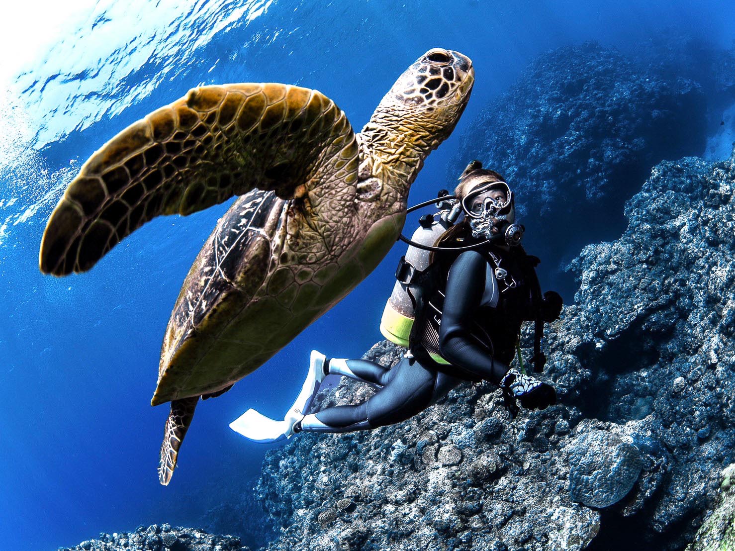 sea turtle swimming with a diver in Tokunoshima