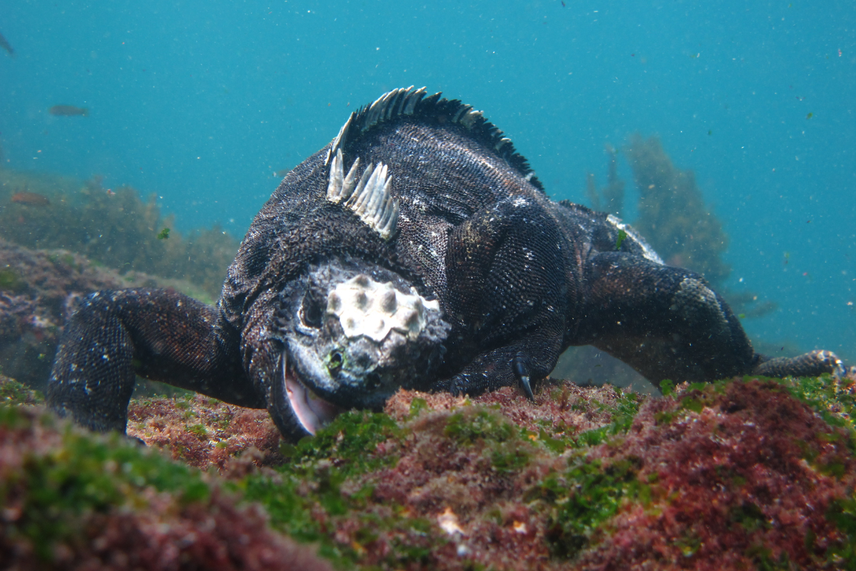 Marine iguana feeding on algae underwater.