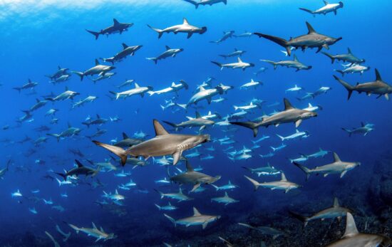 A school of hammerhead sharks at Mikomoto in Japan