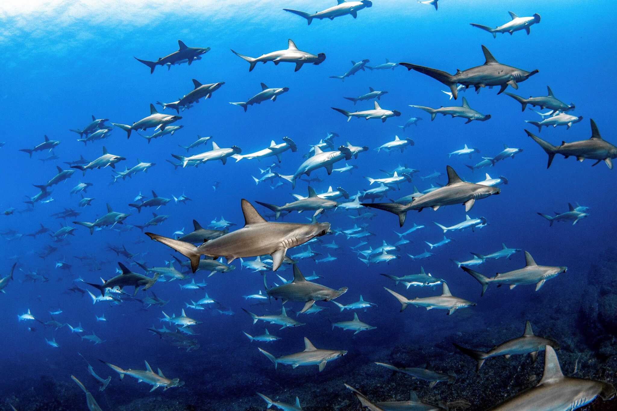 A school of hammerhead sharks at Mikomoto in Japan