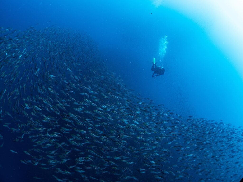 school of Grunt fish in Okinone Kumomi Japan