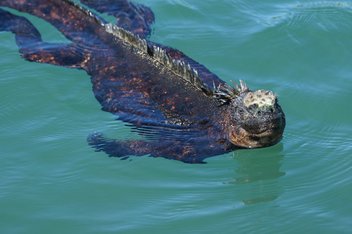 Marine iguana swimming.