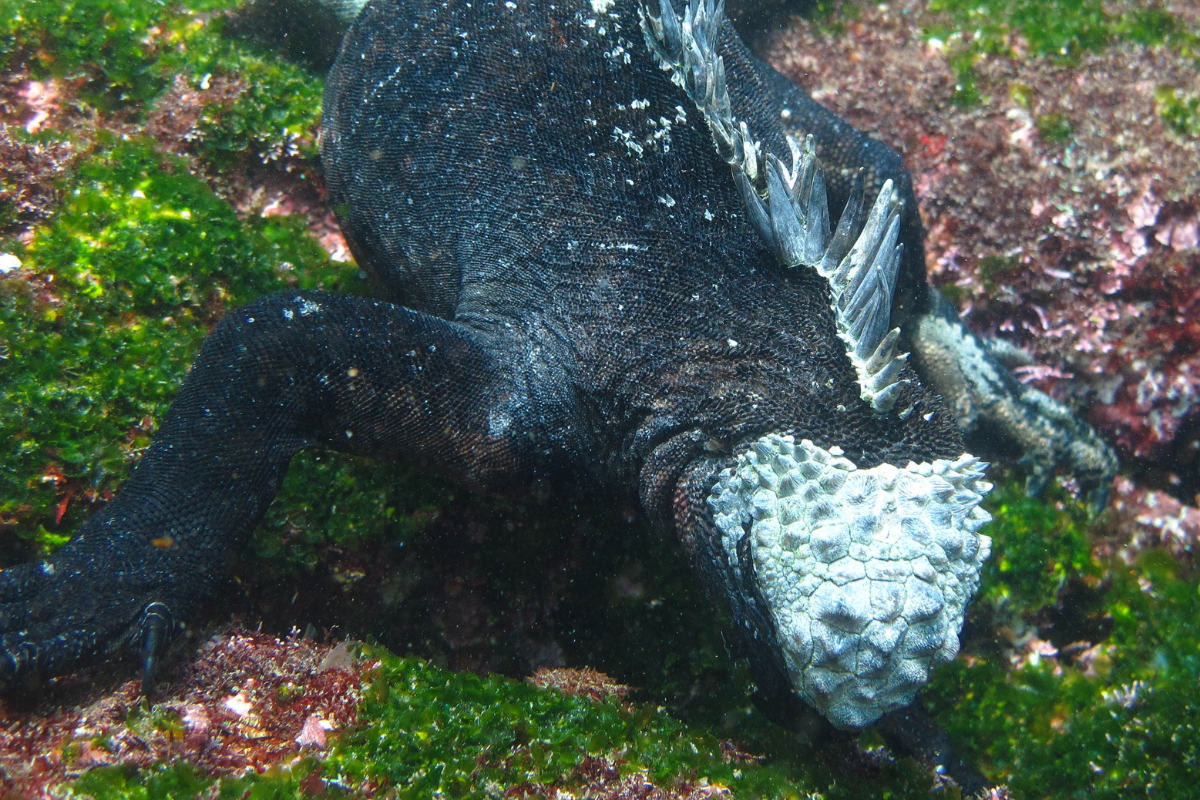 Image showing the prehistoric build of a marine iguana and underwater feeding capabilities.