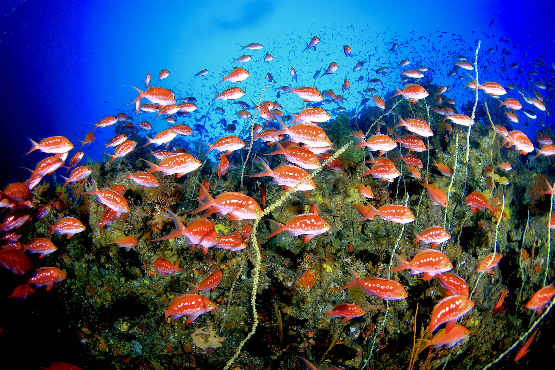 bright red cherry bass swimming above the reef in Tago Japan