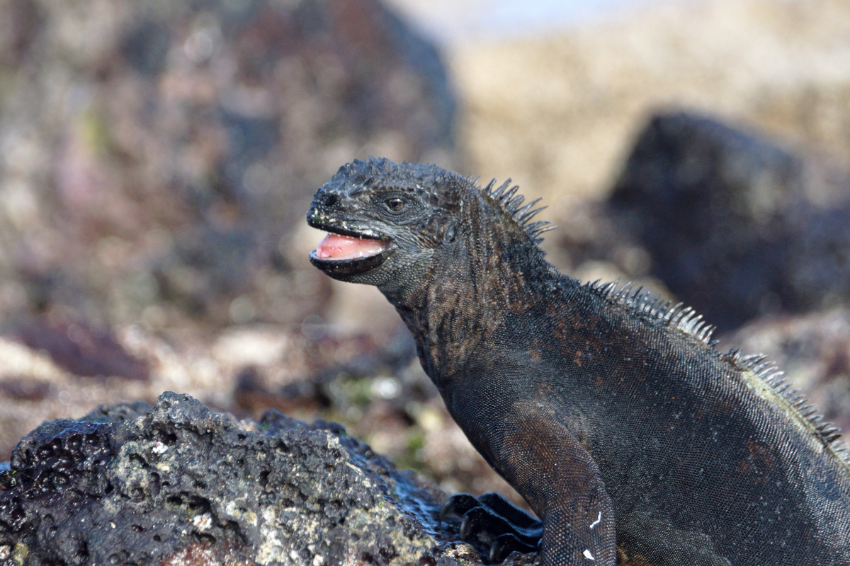 Image capturing marine iguana behaviors.