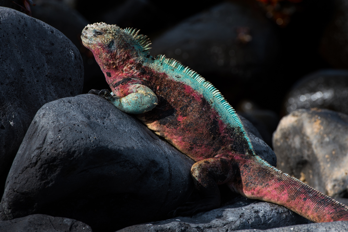 Male marine iguana showing off colors during mating season.