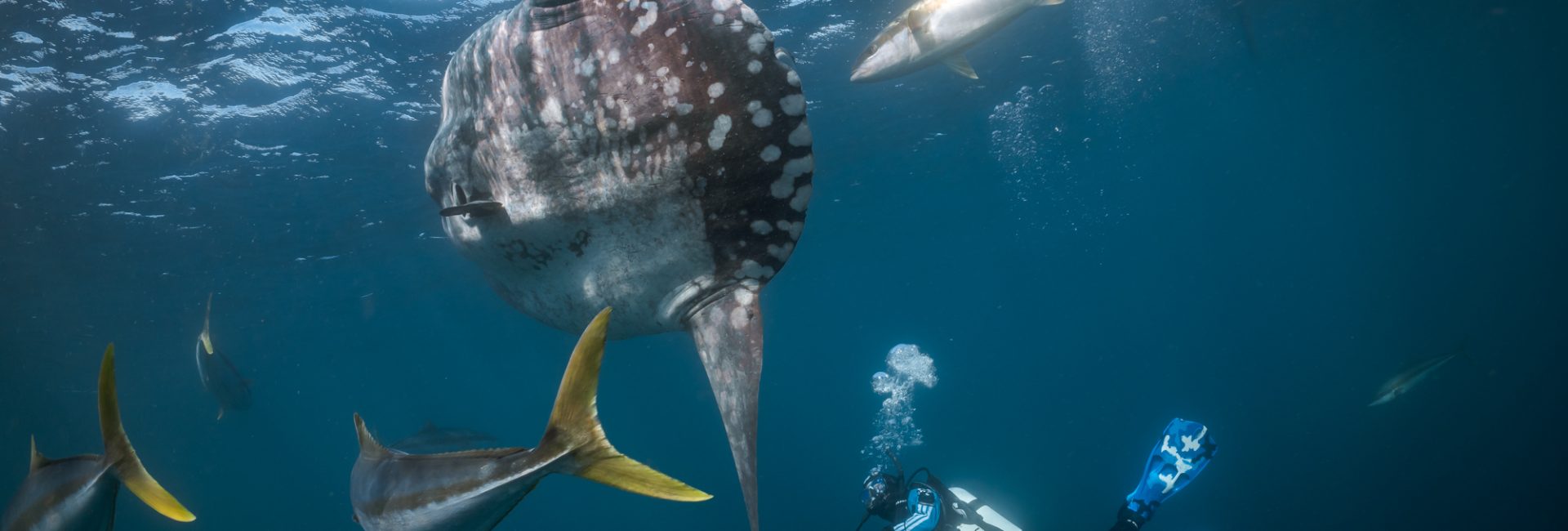 責任のある海洋生物との接し方：やるべきこと、やってはいけないこと