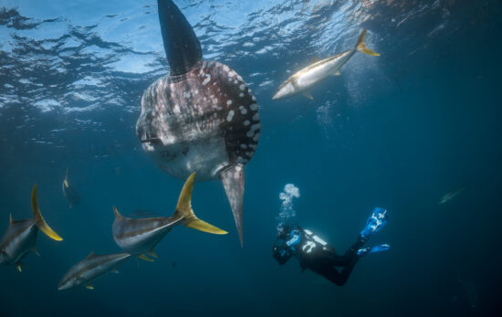 A diver swims alongside a mola mola in New Zealand