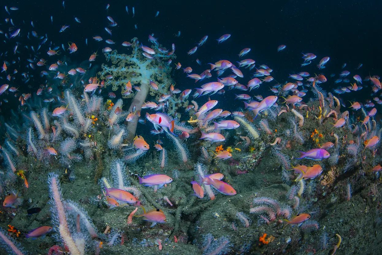 Sea goldies swimming among softcoral in Awashima, Japan